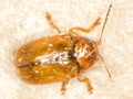 Cryptocephalus pusillus
